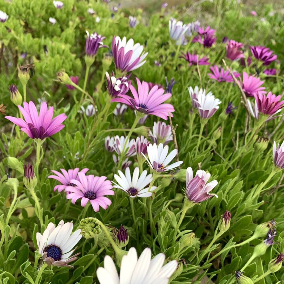 White & Purple Mix African Daisy Seeds, 100 seeds