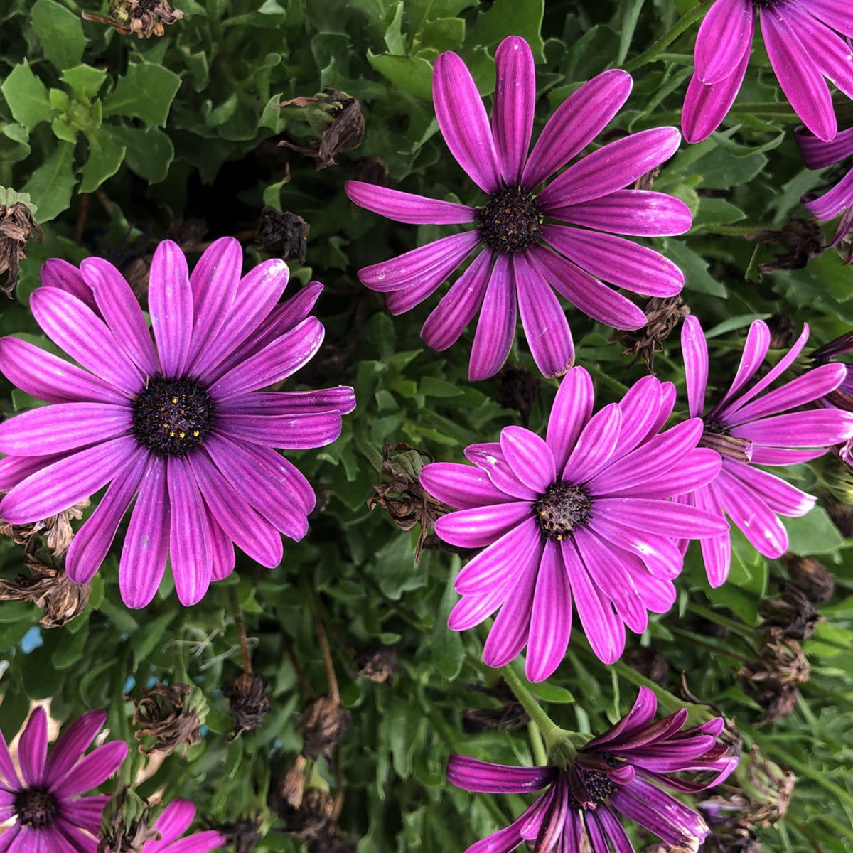 White & Purple Mix African Daisy Seeds, 100 seeds
