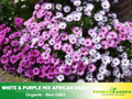 100+ Seeds| White & Purple Mix African Daisy Seeds - Bellis perennis Charming Perennial Flower Blooms for Garden Borders Containers and Lawns, Attracts bees & butterflies #N003