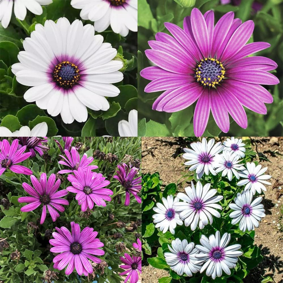 White & Purple Mix African Daisy Seeds, 100 seeds