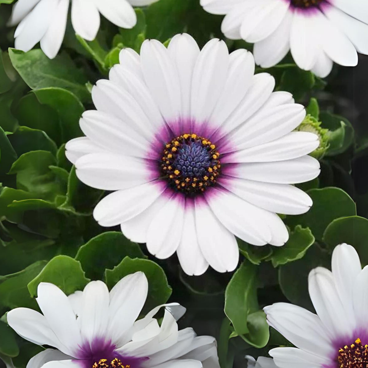 White & Purple Mix African Daisy Seeds, 100 seeds