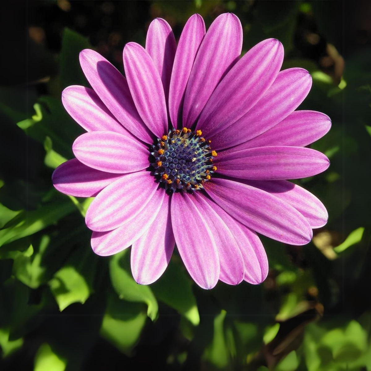 White & Purple Mix African Daisy Seeds, 100 seeds