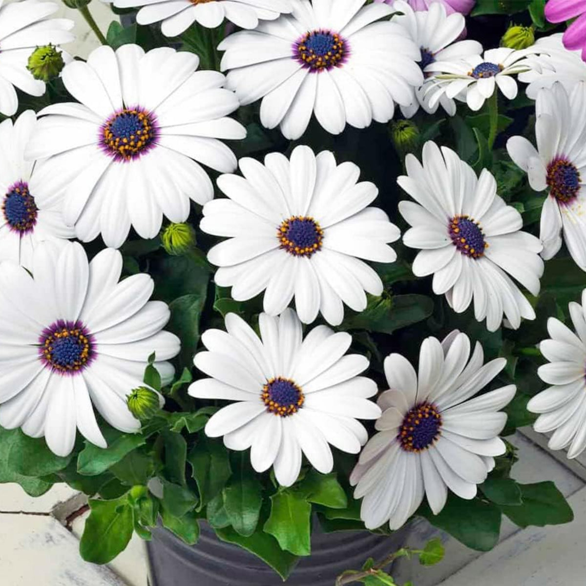 White & Purple Mix African Daisy Seeds, 100 seeds