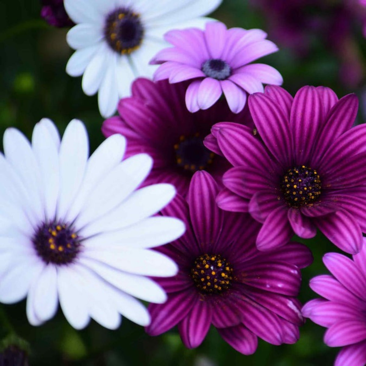 White & Purple Mix African Daisy Seeds, 100 seeds