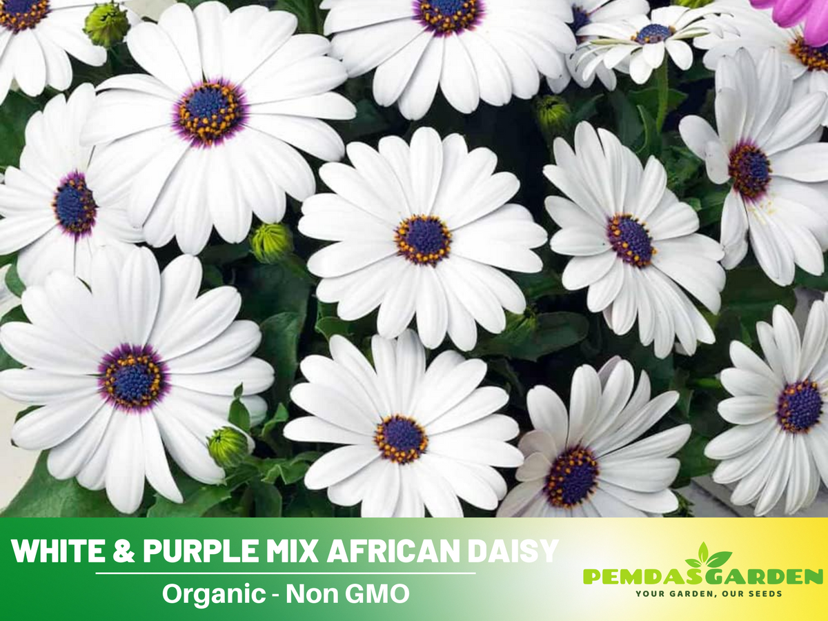 100+ Seeds| White & Purple Mix African Daisy #N003