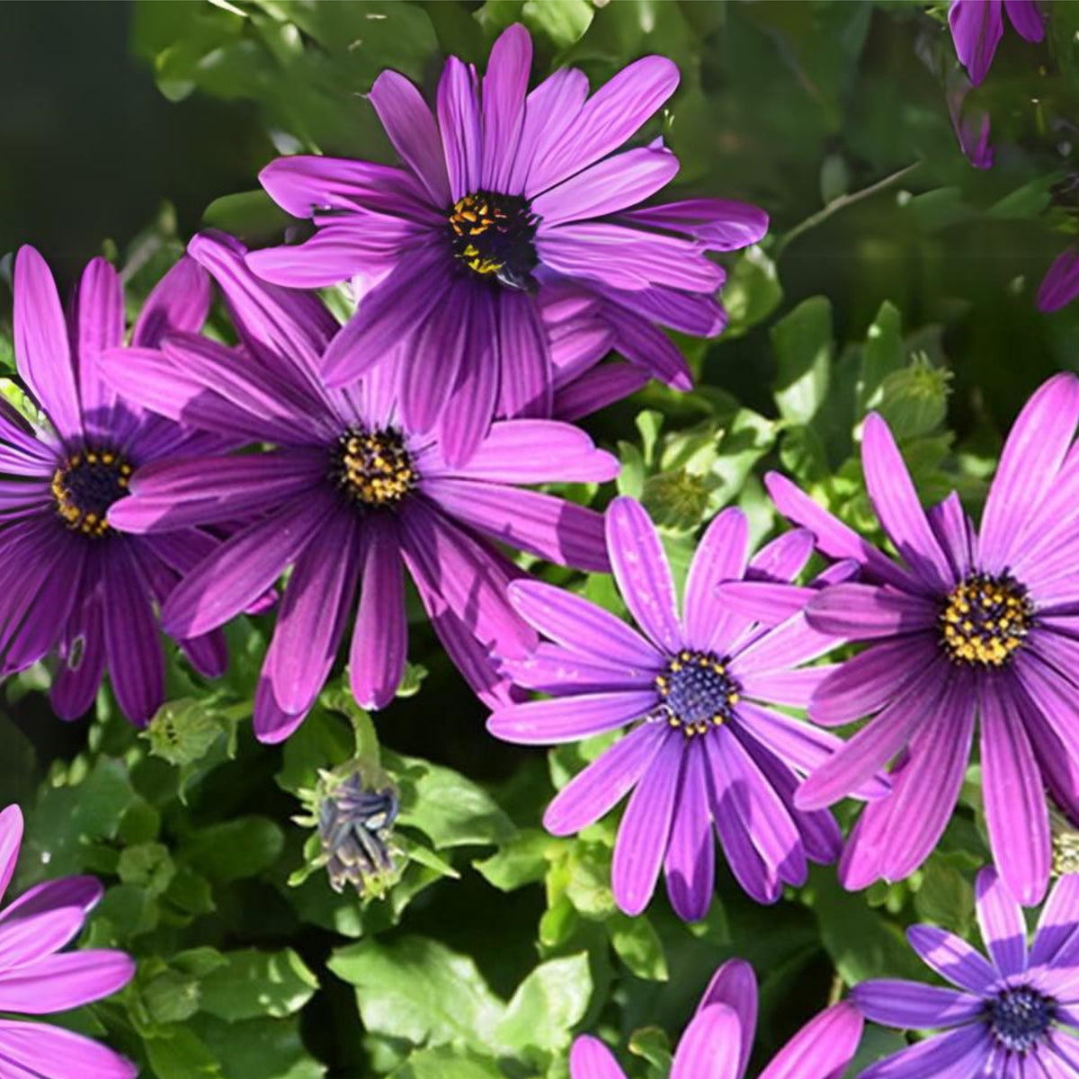 White & Purple Mix African Daisy Seeds, 100 seeds