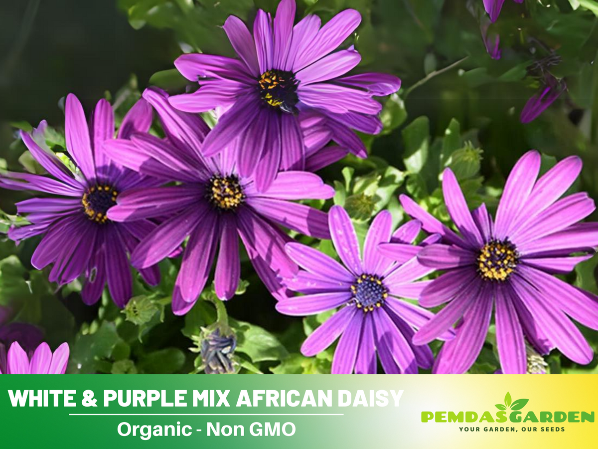100+ Seeds| White & Purple Mix African Daisy #N003