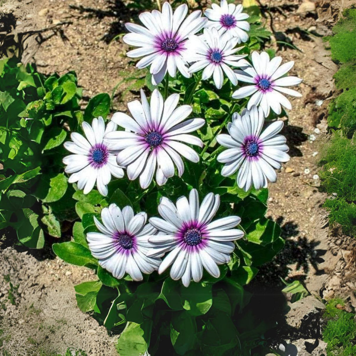 White & Purple Mix African Daisy Seeds, 100 seeds