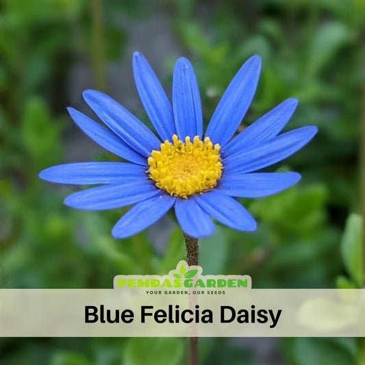 Blue Felicia Daisy Seeds - Attracts Bees & Butterflies, 100+ seeds