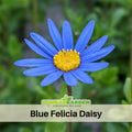 100+ Seeds-Blue Felicia Daisy Seeds - Bellis perennis Charming Perennial Flower Blooms for Garden Borders Containers and Lawns, Attracts bees & butterflies#N004
