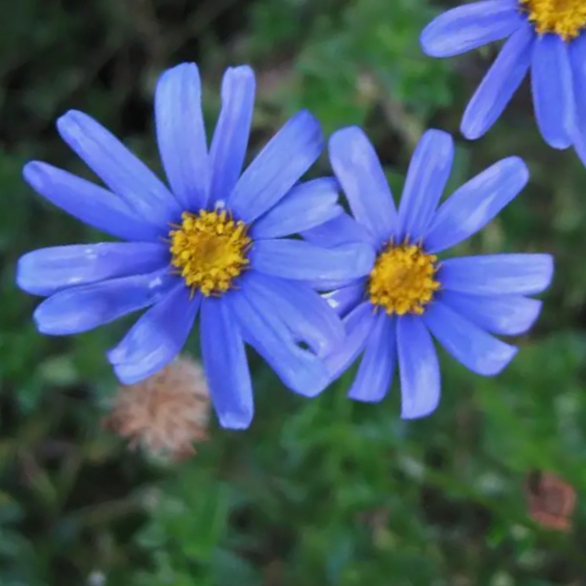 Blue Felicia Daisy Seeds - Attracts Bees & Butterflies, 100+ seeds
