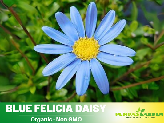 Blues Blue Daisy Seeds - Attracts Bees & Butterflies, 100 seeds
