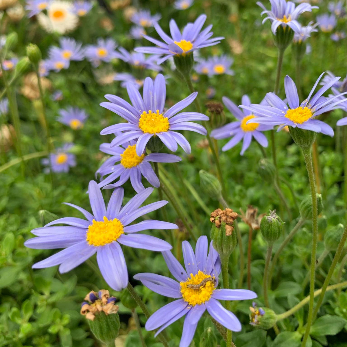 Blue Felicia Daisy Seeds - Attracts Bees & Butterflies, 100+ seeds