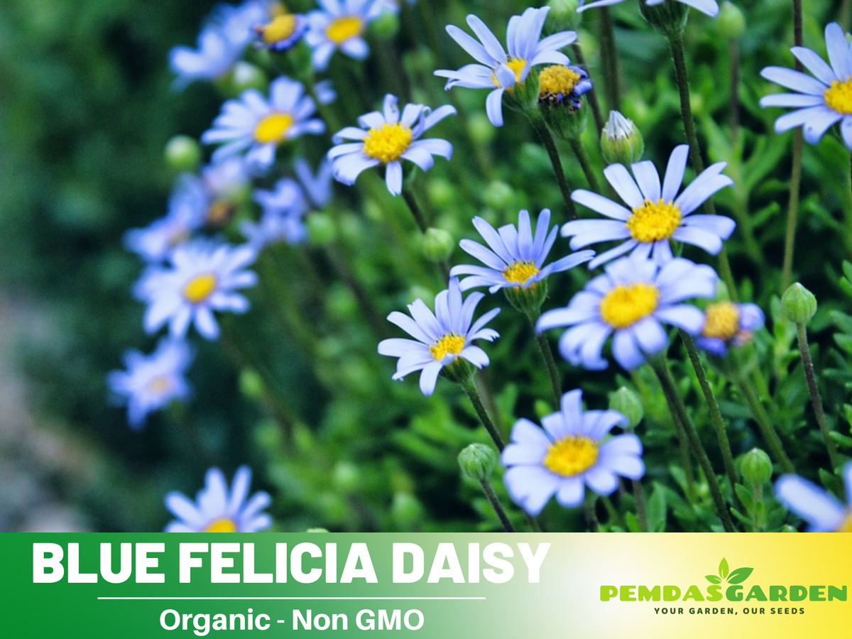 Blues Blue Daisy Seeds - Attracts Bees & Butterflies, 100 seeds