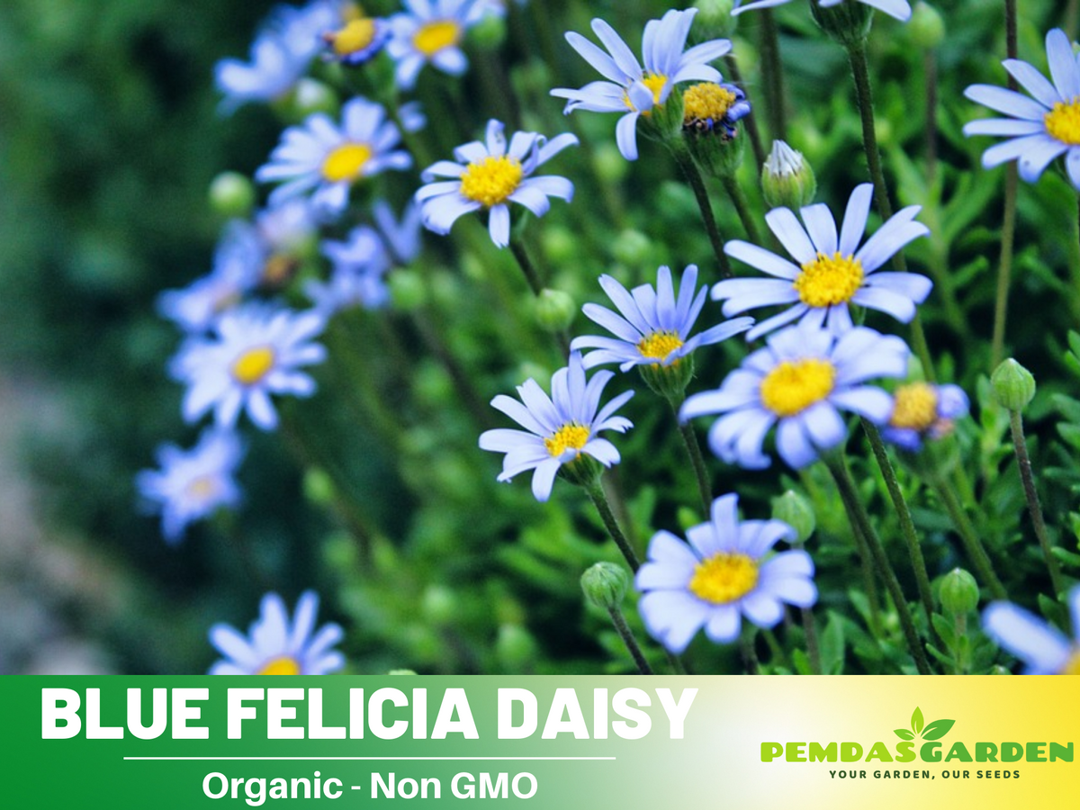 100 seeds| Blues Blue Daisy