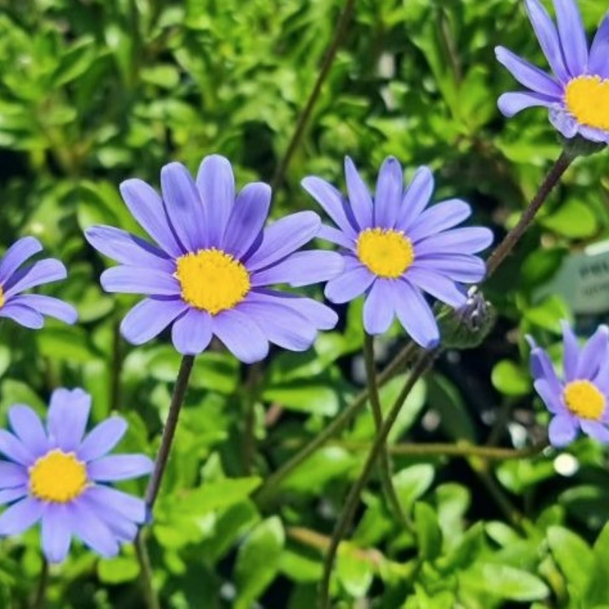 Blue Felicia Daisy Seeds - Attracts Bees & Butterflies, 100+ seeds