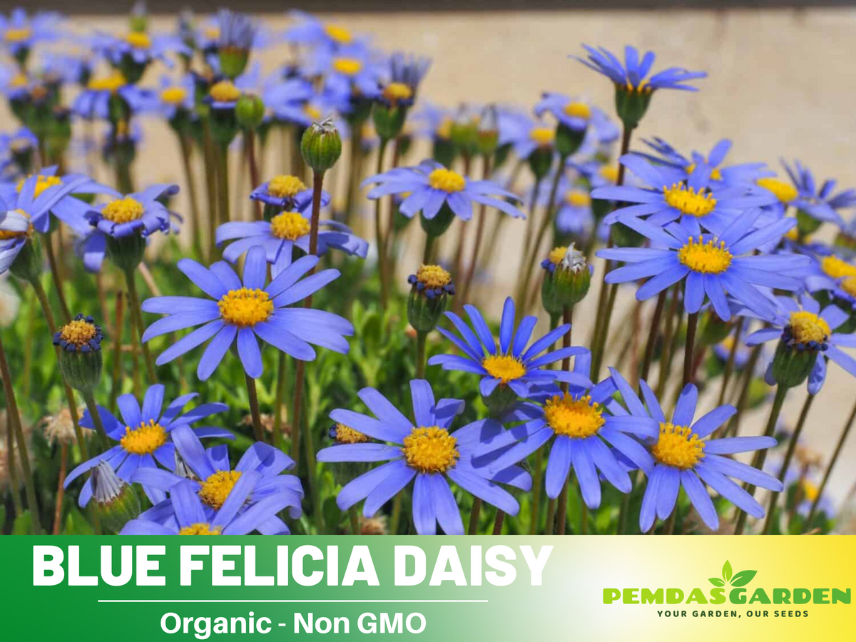 100 seeds| Blues Blue Daisy