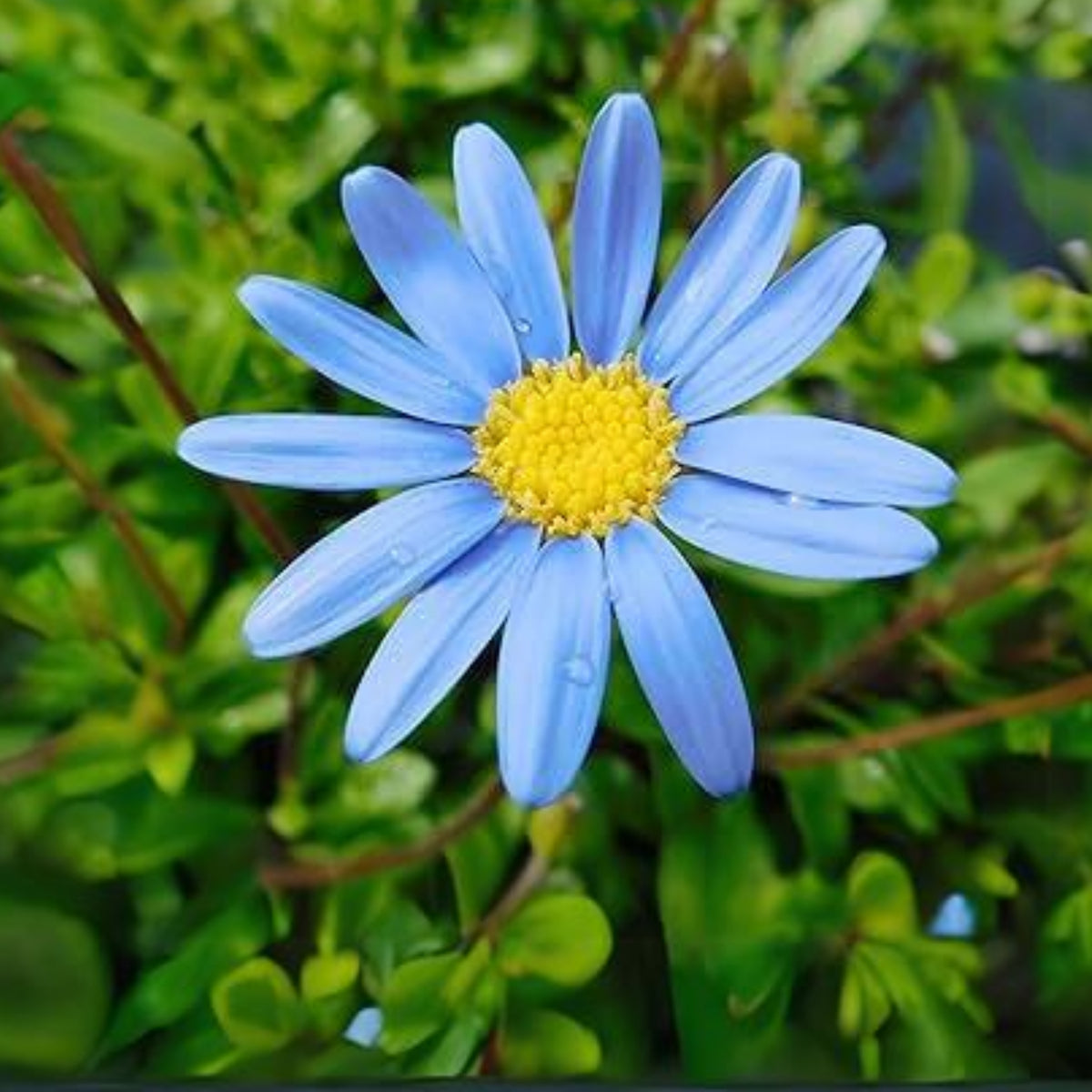 Blue Felicia Daisy Seeds - Attracts Bees & Butterflies, 100+ seeds