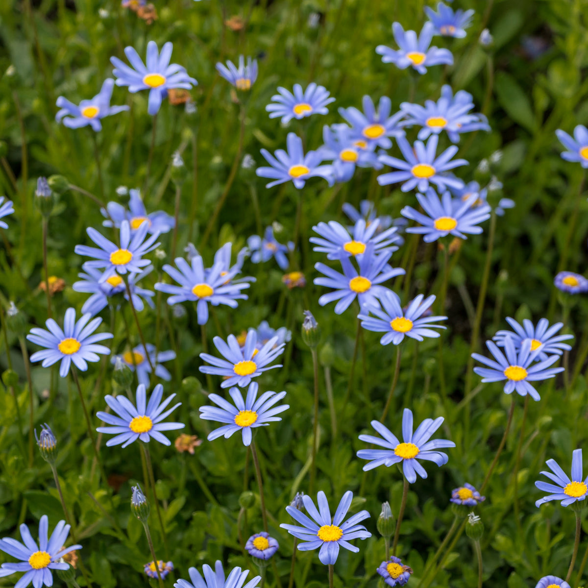 Blue Felicia Daisy Seeds - Attracts Bees & Butterflies, 100+ seeds