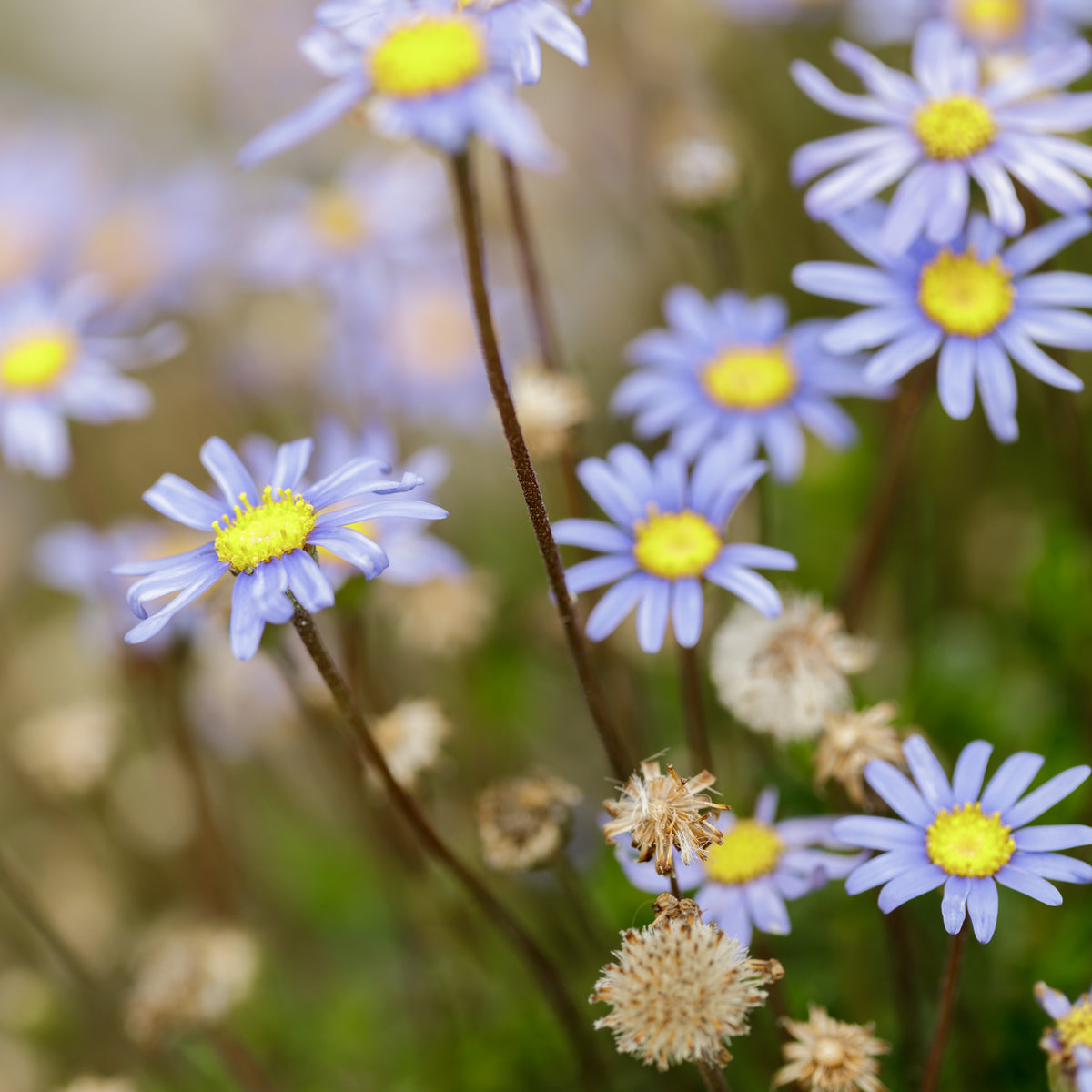 Blue Felicia Daisy Seeds - Attracts Bees & Butterflies, 100+ seeds