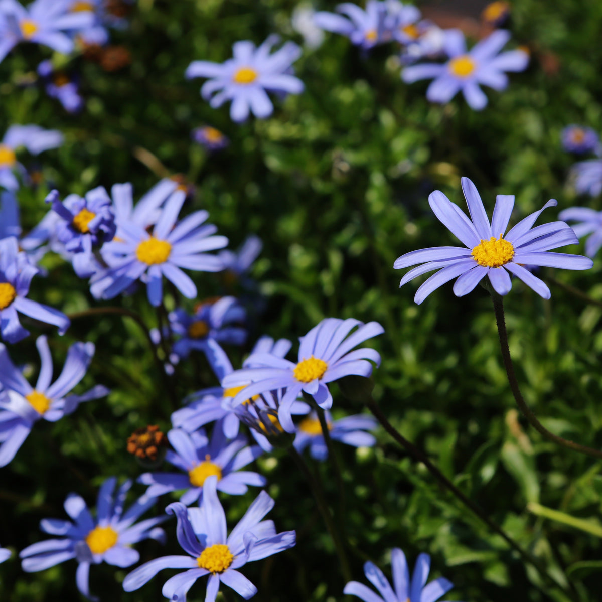 Blue Felicia Daisy Seeds - Attracts Bees & Butterflies, 100+ seeds