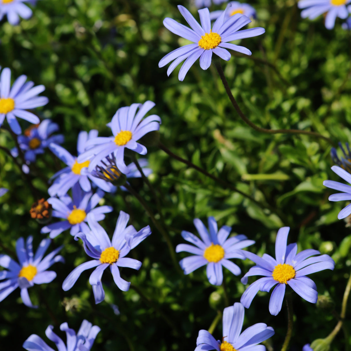 Blue Felicia Daisy Seeds - Attracts Bees & Butterflies, 100+ seeds