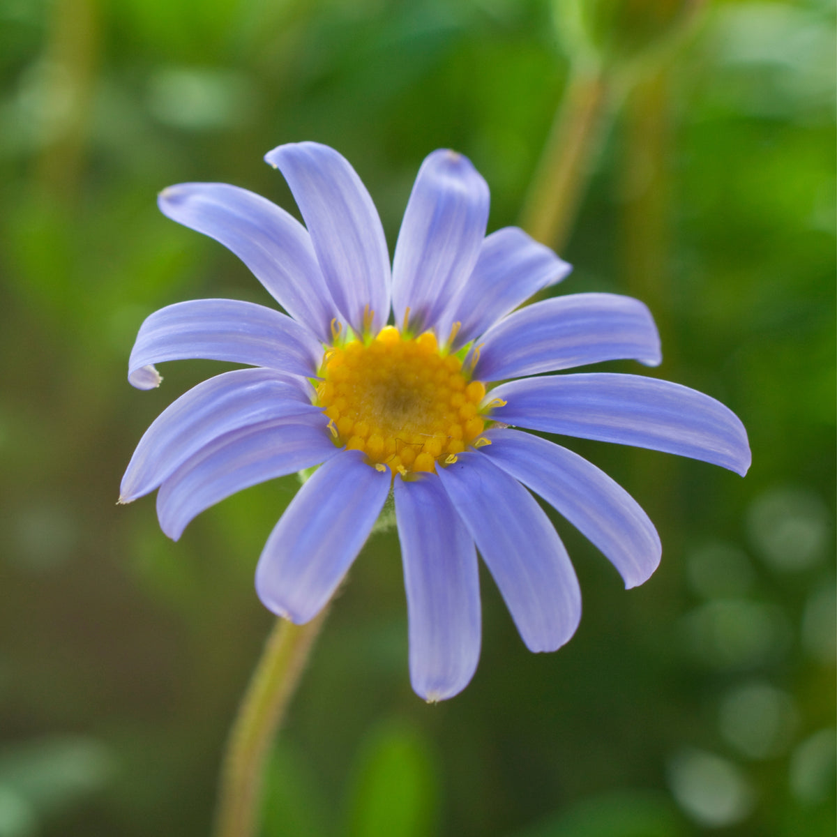 Blue Felicia Daisy Seeds - Attracts Bees & Butterflies, 100+ seeds
