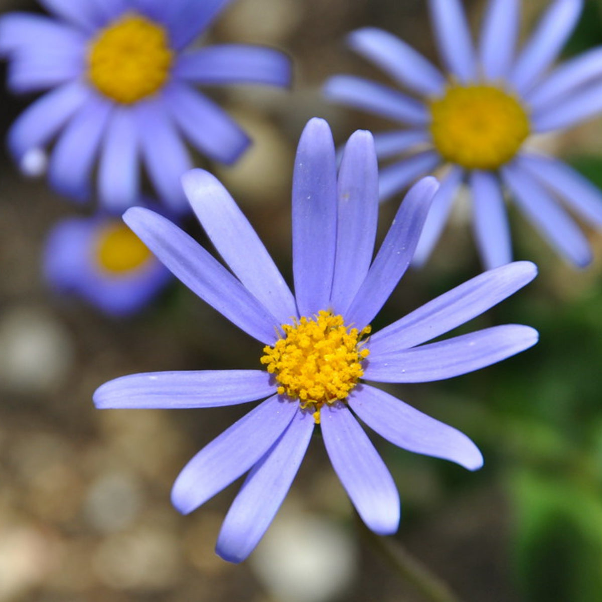 Blue Felicia Daisy Seeds - Attracts Bees & Butterflies, 100+ seeds