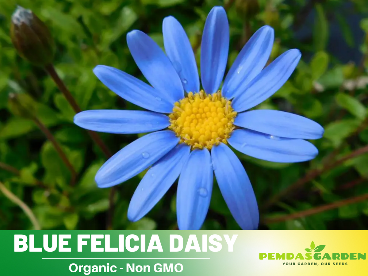 Blues Blue Daisy Seeds - Attracts Bees & Butterflies, 100 seeds
