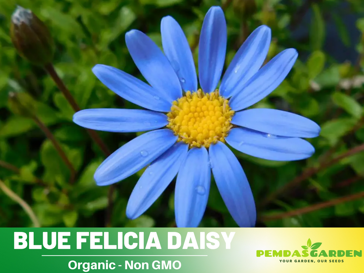 100 seeds| Blues Blue Daisy