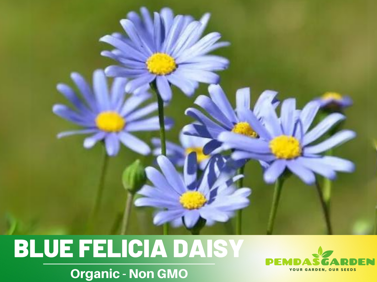 Blues Blue Daisy Seeds - Attracts Bees & Butterflies, 100 seeds