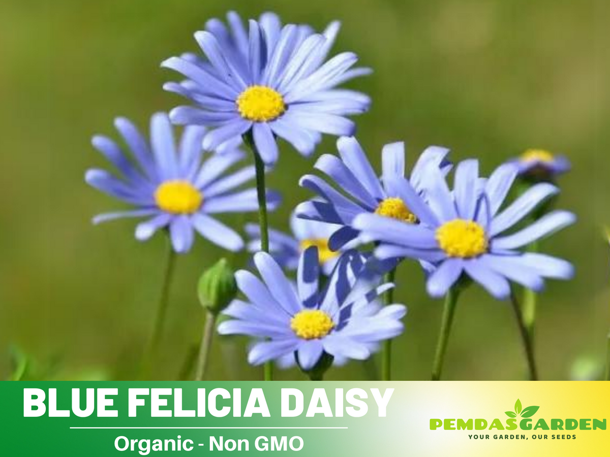 100 seeds| Blues Blue Daisy