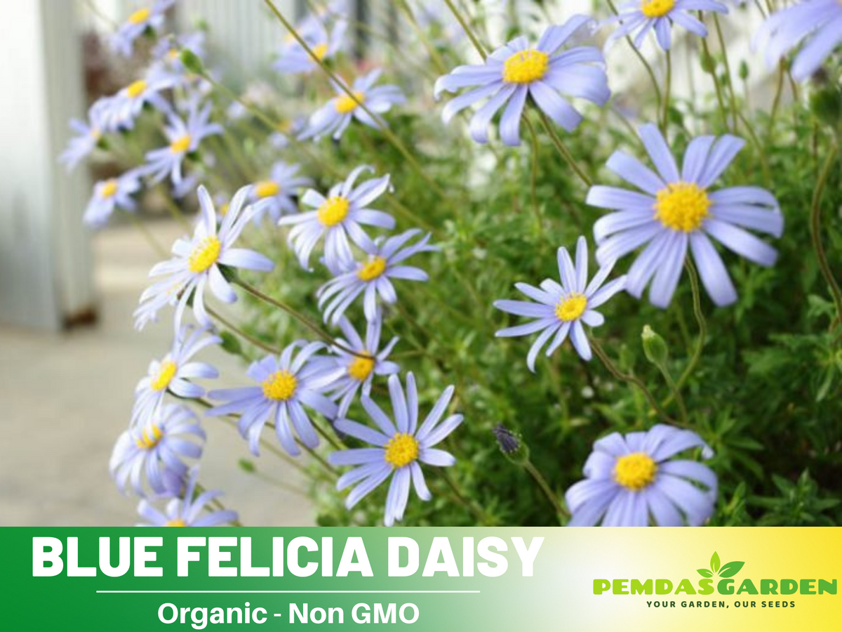 Blues Blue Daisy Seeds - Attracts Bees & Butterflies, 100 seeds