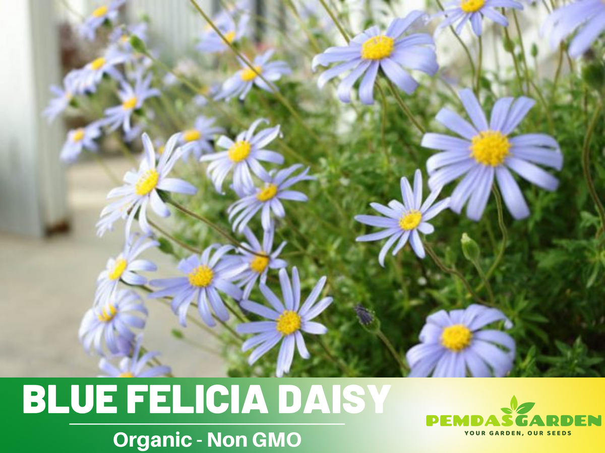 100 seeds| Blues Blue Daisy