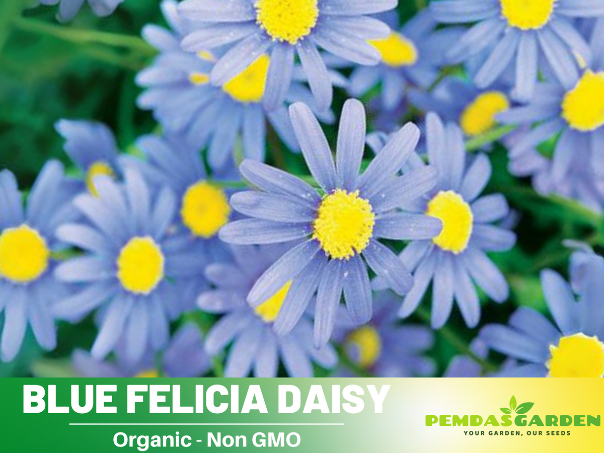 Blues Blue Daisy Seeds - Attracts Bees & Butterflies, 100 seeds