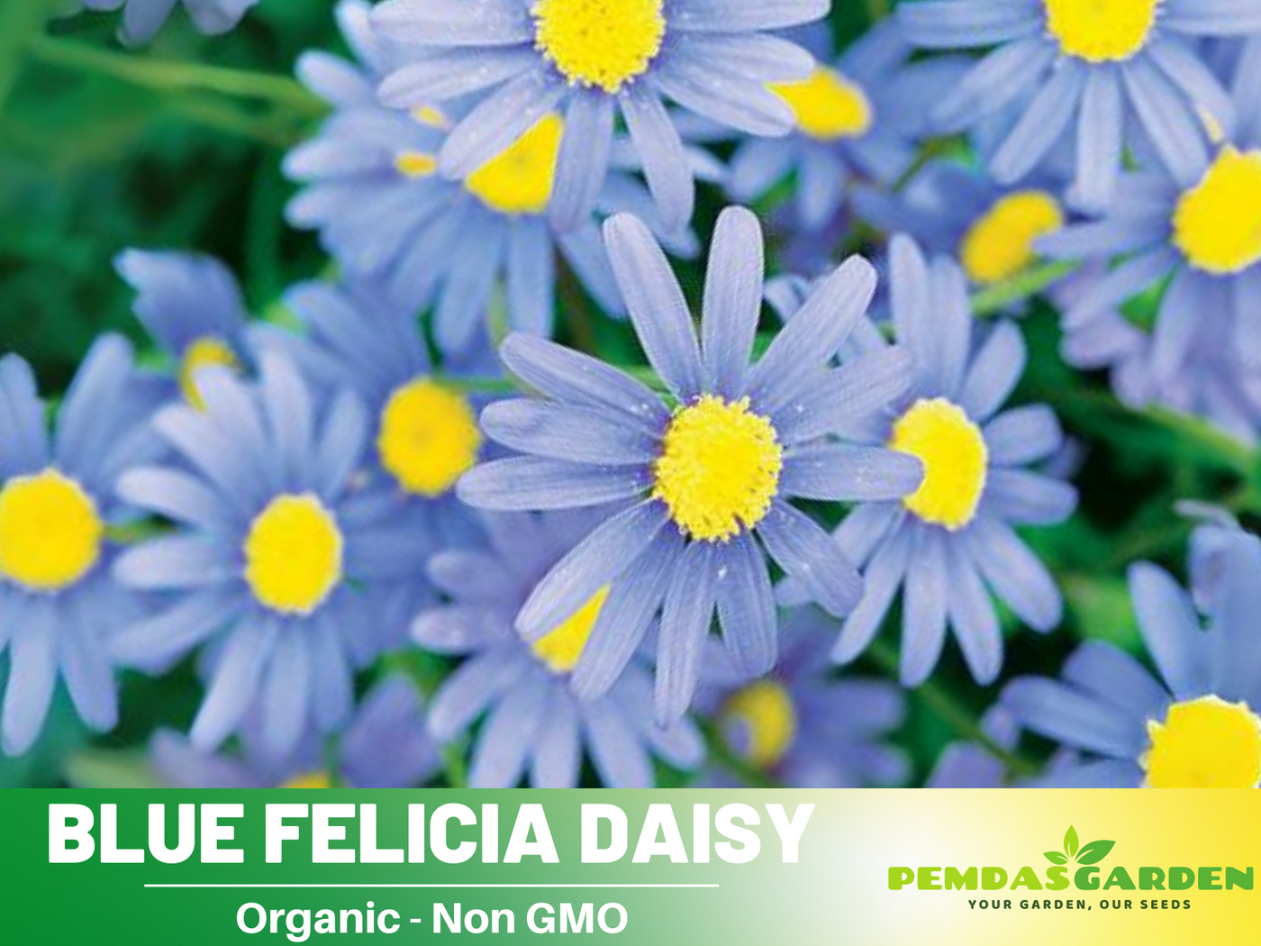 felicia flower seeds 100+ Seeds-Blue Felicia Daisy Seeds