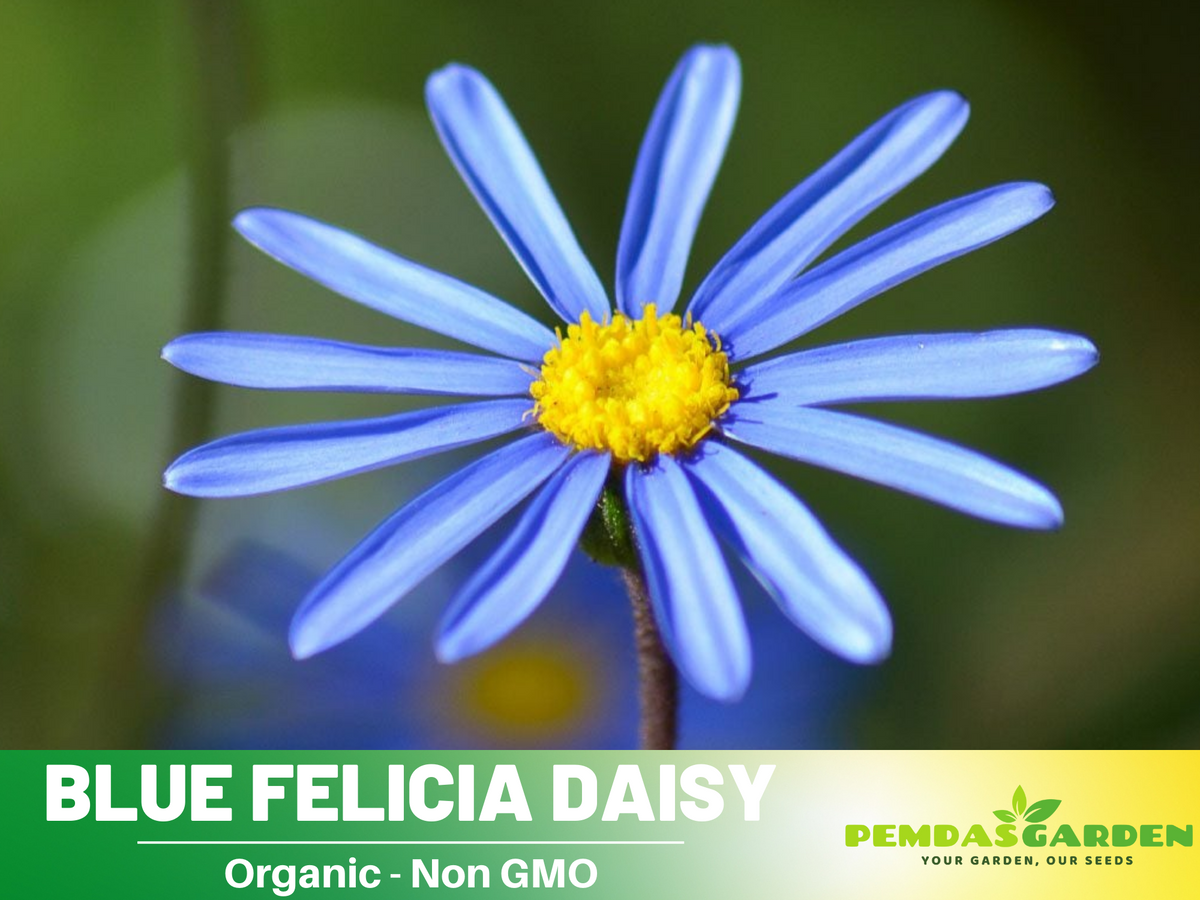 Blues Blue Daisy Seeds - Attracts Bees & Butterflies, 100 seeds