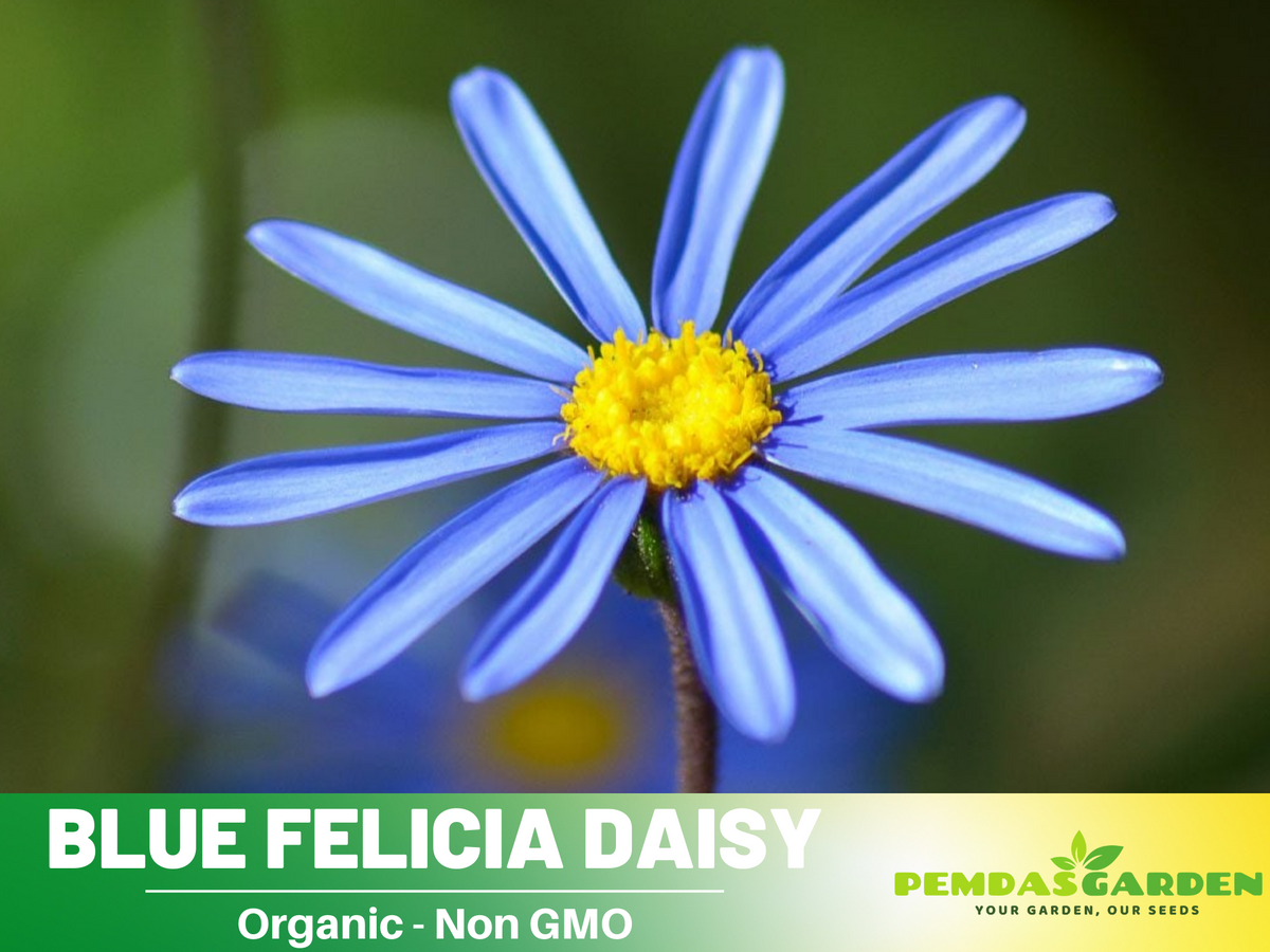 100 seeds| Blues Blue Daisy