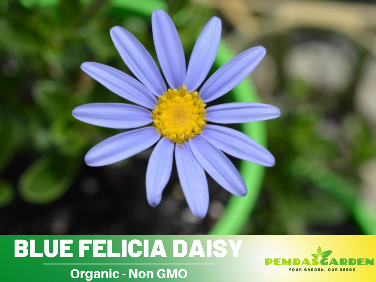 Blues Blue Daisy Seeds - Attracts Bees & Butterflies, 100 seeds