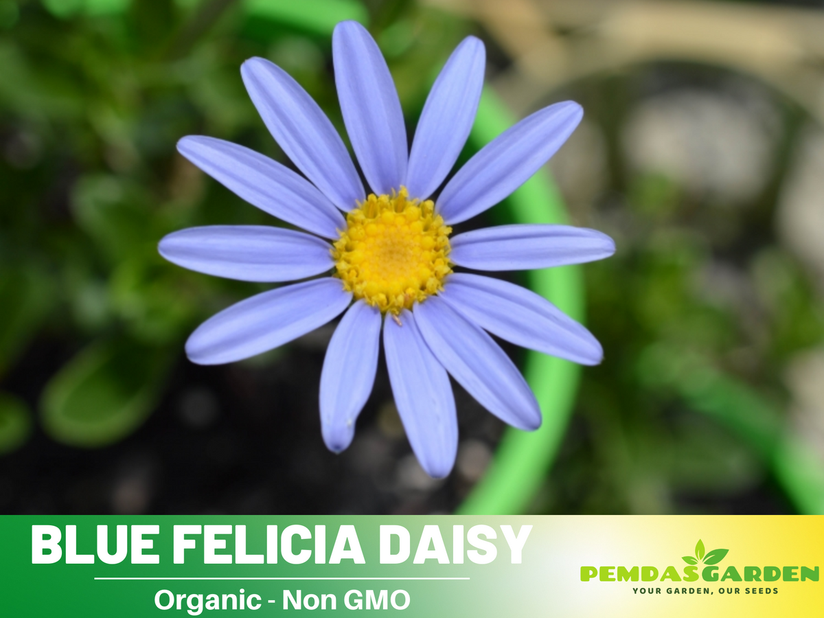 100 seeds| Blues Blue Daisy