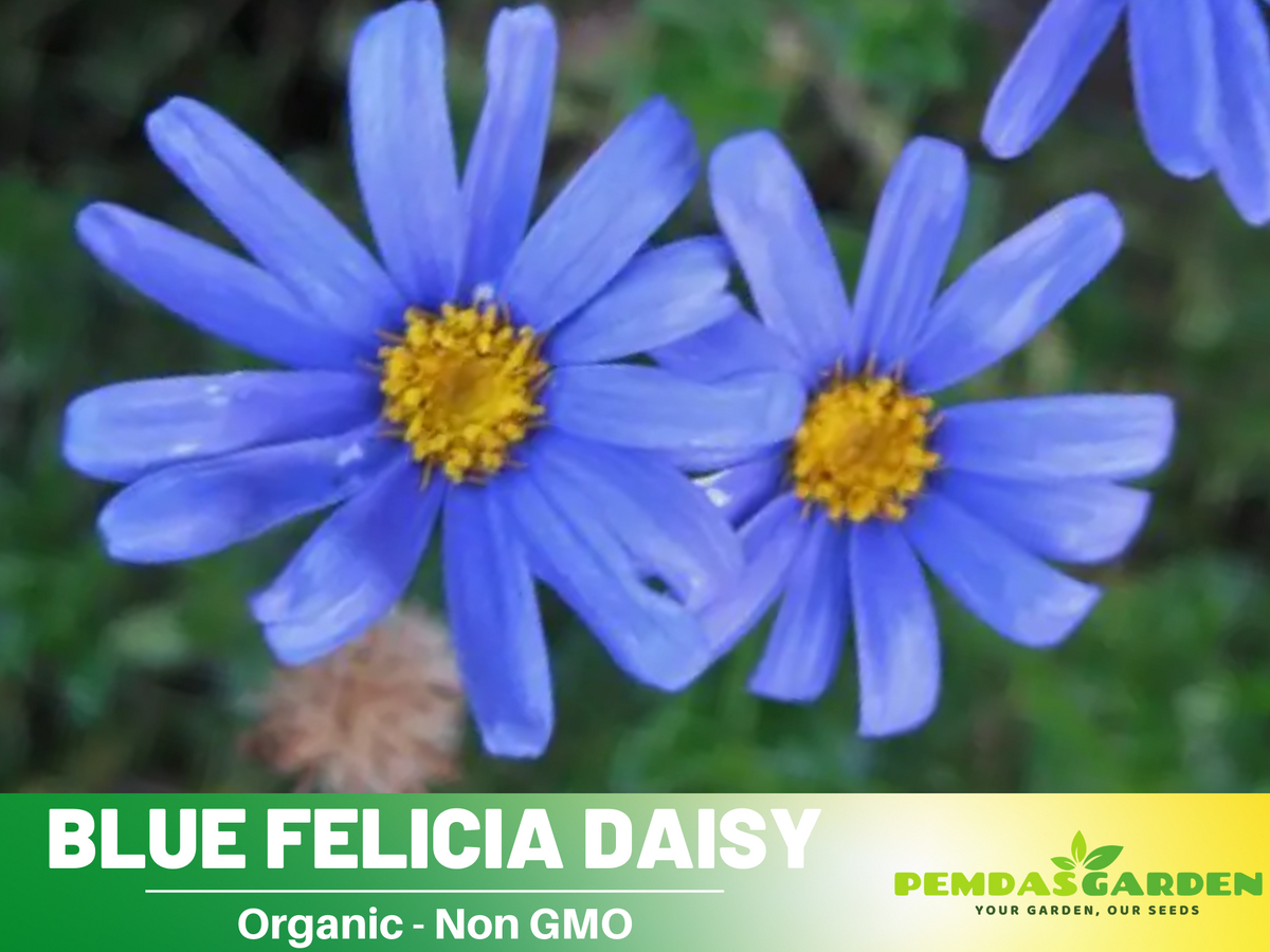 Blues Blue Daisy Seeds - Attracts Bees & Butterflies, 100 seeds