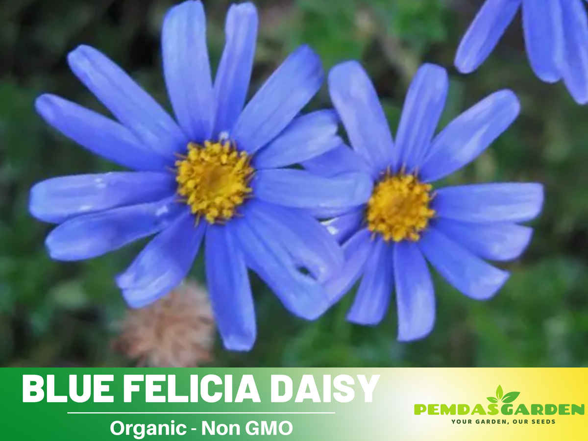 100 seeds| Blues Blue Daisy