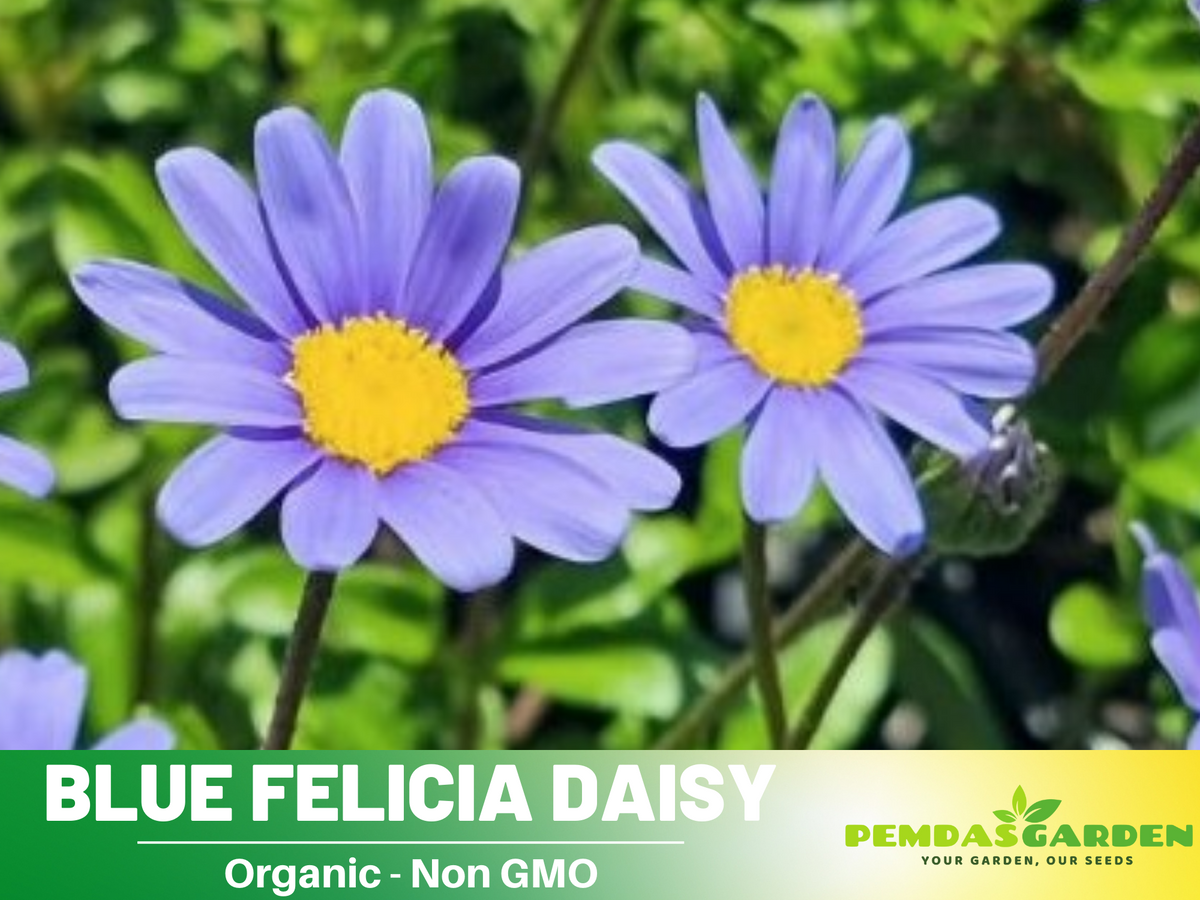 Blues Blue Daisy Seeds - Attracts Bees & Butterflies, 100 seeds