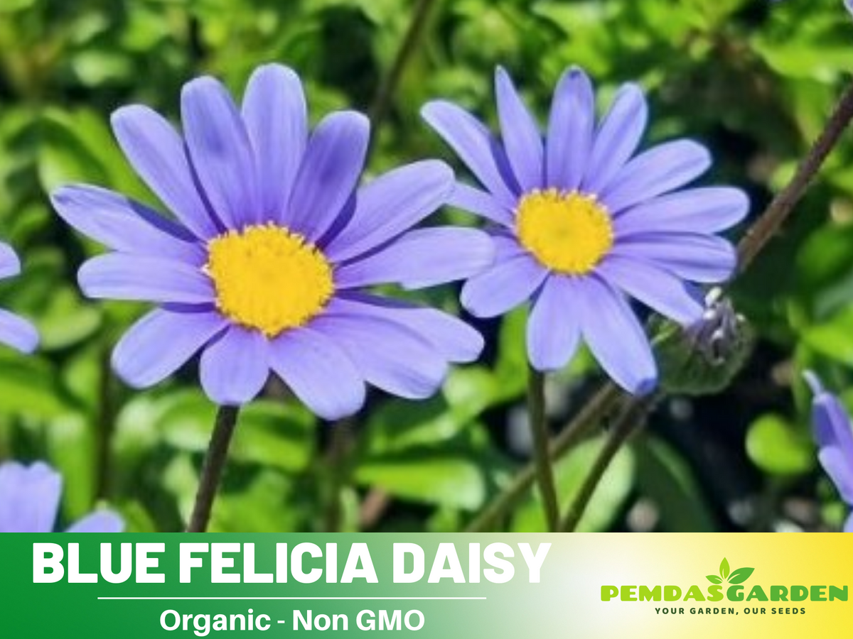 100 seeds| Blues Blue Daisy