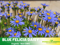 100+ Seeds-Blue Felicia Daisy Seeds - Bellis perennis Charming Perennial Flower Blooms for Garden Borders Containers and Lawns, Attracts bees & butterflies#N004