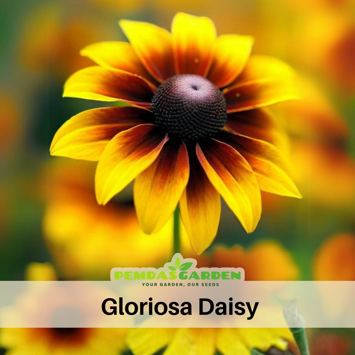 Gloriosa Daisy Seeds - Attracts Bees & Butterflies, 100+ seeds