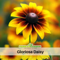 100+ Seeds| Gloriosa Daisy Seeds - Bellis perennis Charming Perennial Flower Blooms for Garden Borders Containers and Lawns, Attracts bees & butterflies#N005
