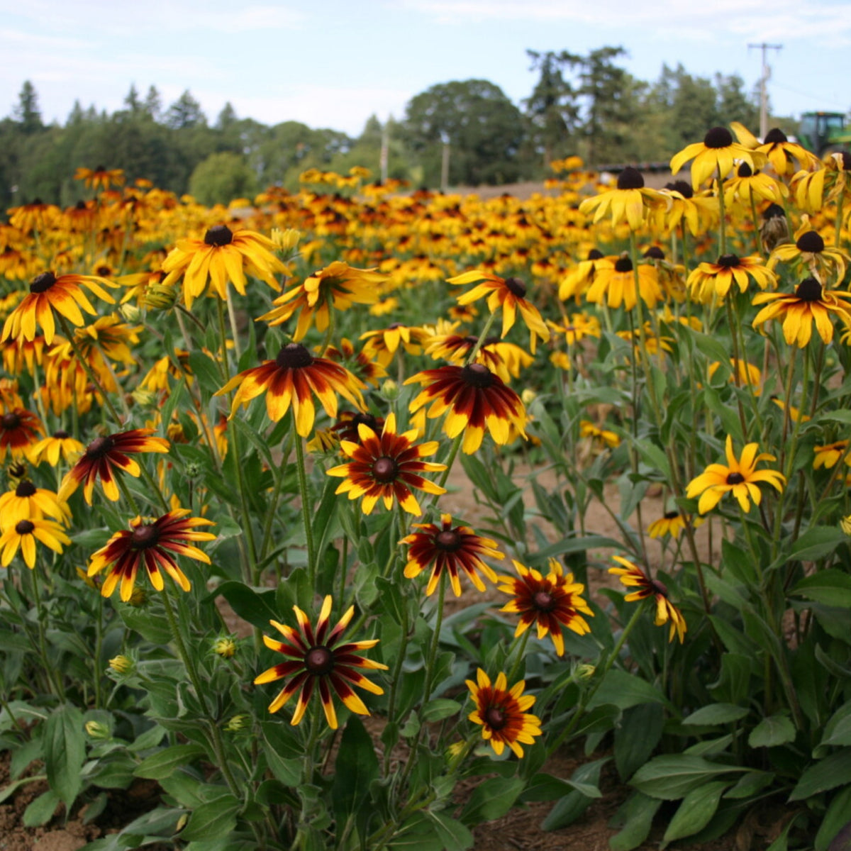 Gloriosa Daisy Seeds - Attracts Bees & Butterflies, 100+ seeds