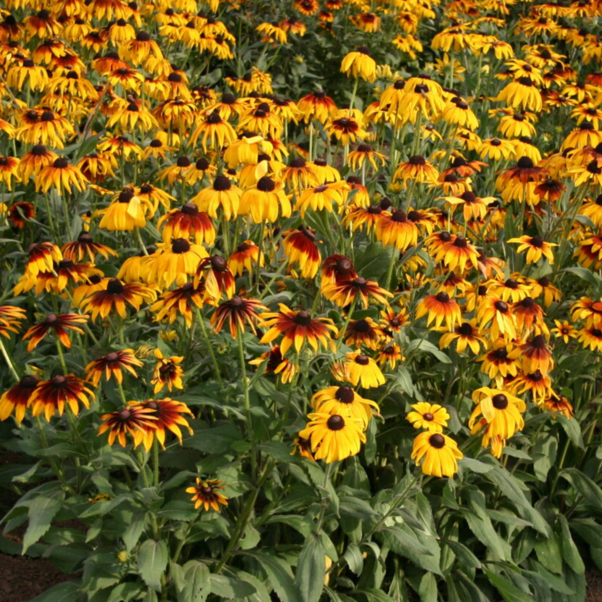 Gloriosa Daisy Seeds - Attracts Bees & Butterflies, 100+ seeds