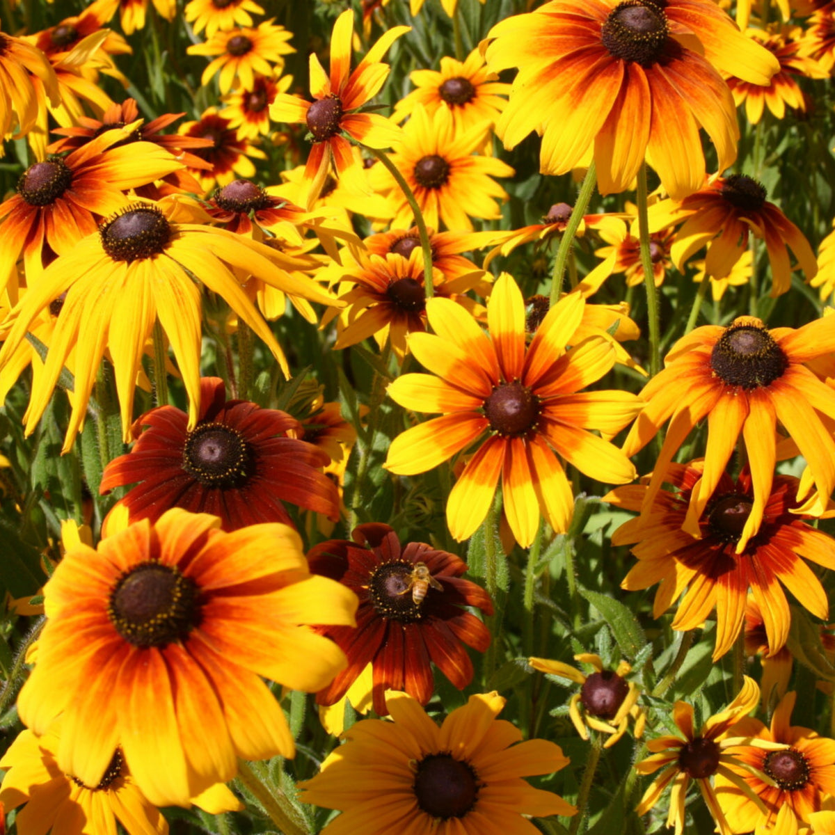 Gloriosa Daisy Seeds - Attracts Bees & Butterflies, 100+ seeds